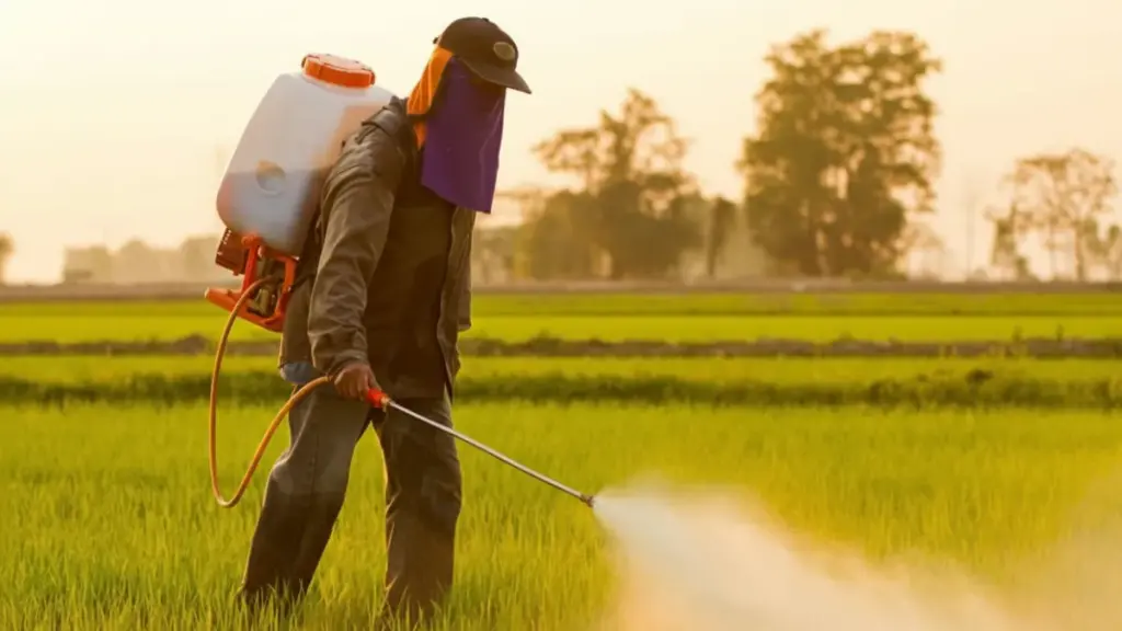 Farmer spraying pesticide over green rice field at sunset