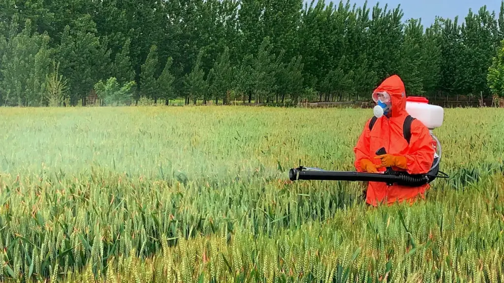 Farmer with backpack sprayer walking through wheat