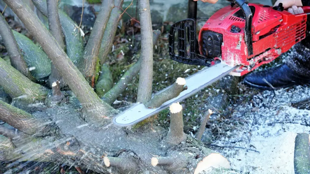 cutting a tree wtih a chainsaw