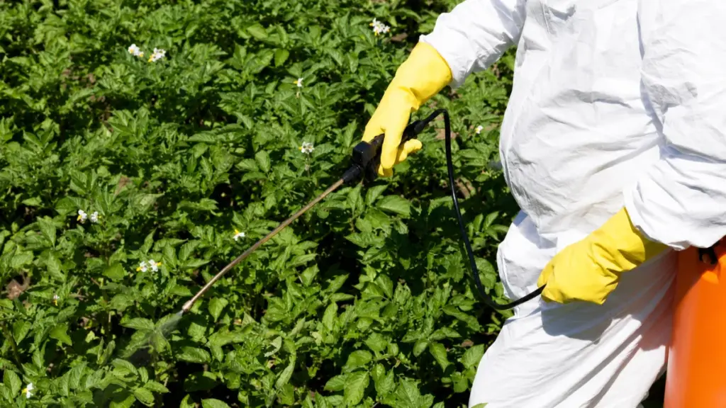 Knapsack sprayer operator applying crop treatment in field