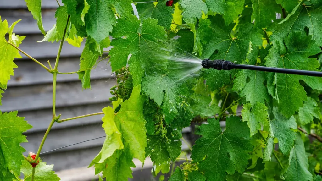 Sprayer nozzle applying treatment to grape leaves in vineyard