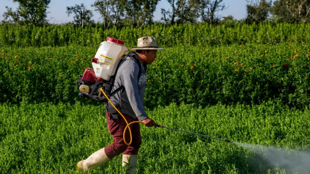 Worker spraying crops with backpack sprayer in field