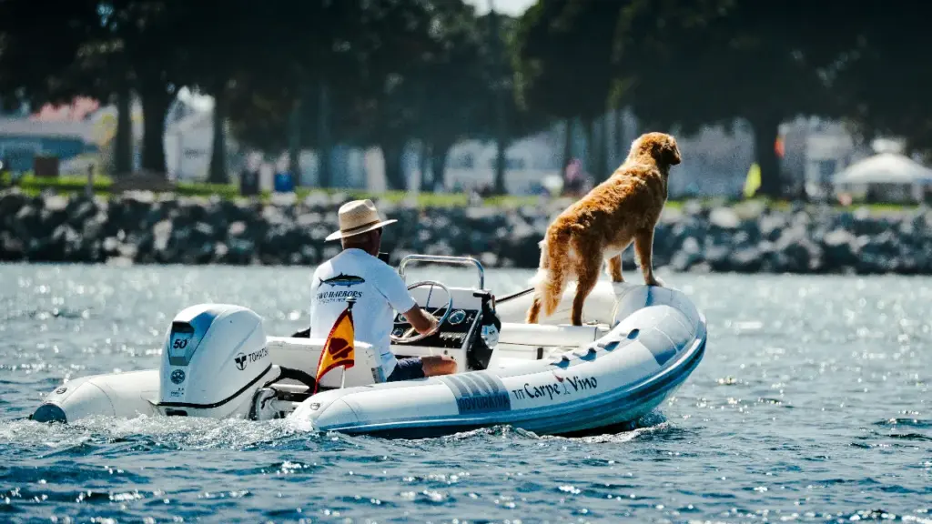 a dog standing on the boat with outboard motor