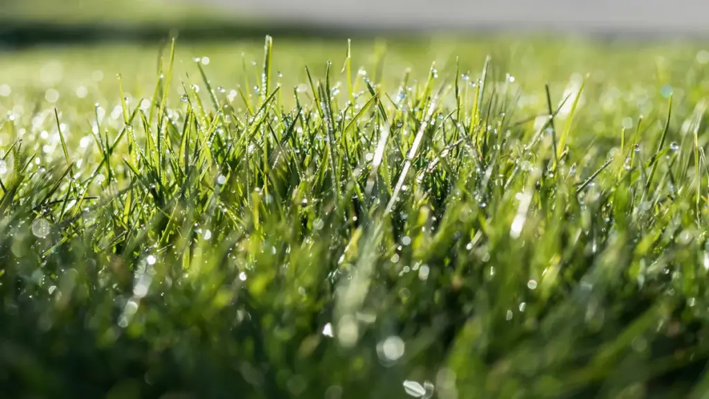 Close-up view of fresh green grass blades covered with morning dew