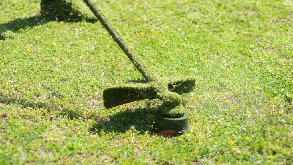 String trimmer cutting grass covered in green lawn clippings outdoors
